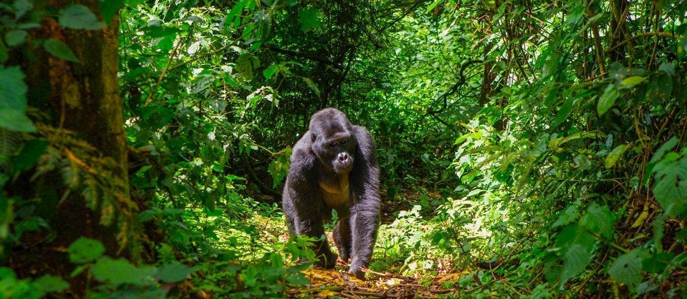 Uganda's Treasures: Land of Primates
