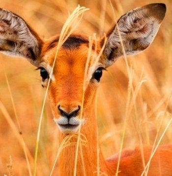 Wild Savannah & Diani Beach