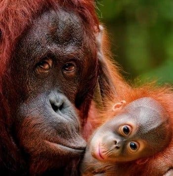 Between Rainforests & Orangutans