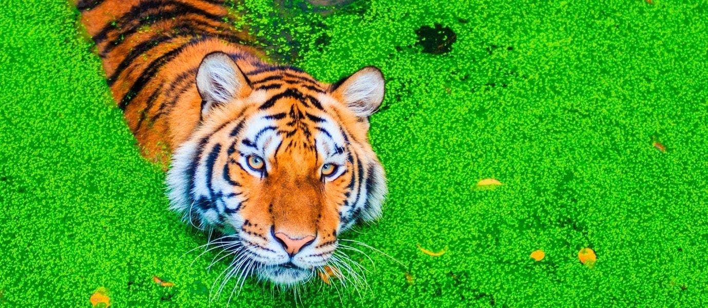 Rajasthan & Ranthambore Tiger Safari