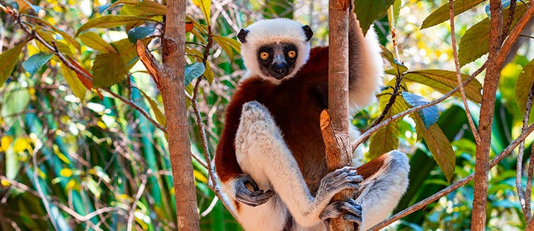 Qué ver en Madagascar Reserva Peyrieras "Madagascar Exotique"