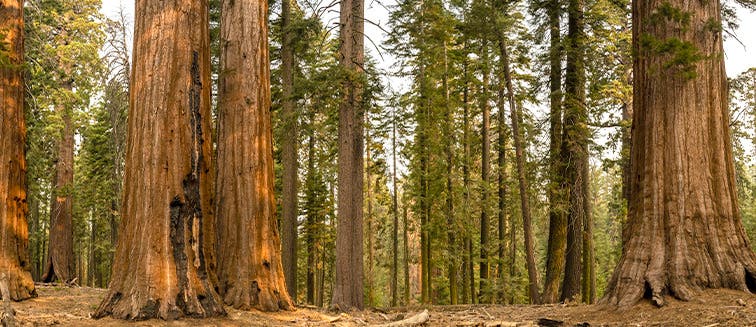 Qué ver en Estados Unidos Sequoia National Park
