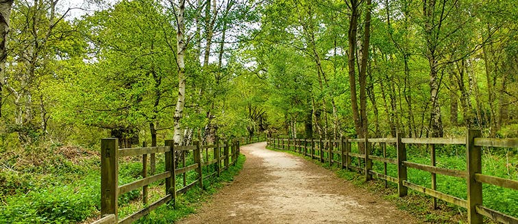 What to see in England Sherwood Forest